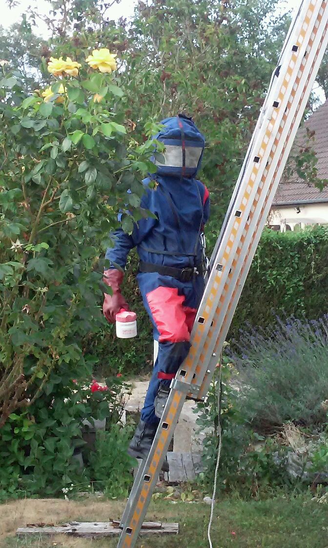 intervention pour destruction d'un nid de guêpes sur une petite hauteur 